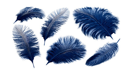 Stunning Blue Feathers Perfect for Design Projects On Transparent Background