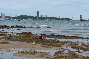 Gathering shellfish on a low tide at Wong Amat beach, Thailand