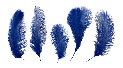 Indigo Feathers Watercolor Texture Background On Transparent Background