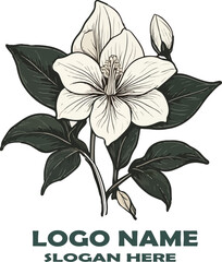 Swamp Milkweed flower vector white background .