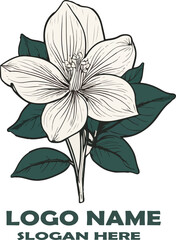 Swamp Milkweed flower vector white background .