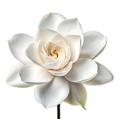 Beautiful white gardenia flower close up photography on transparent background