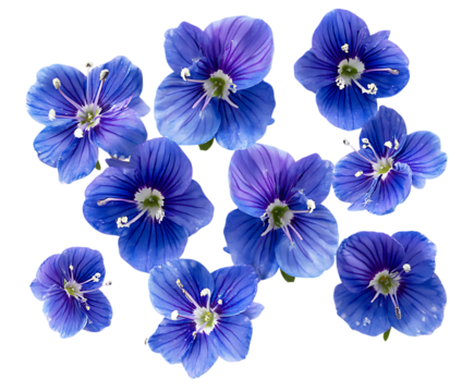 Fresh Veronica Blossoms in Soft Morning Light - Powered by Adobe