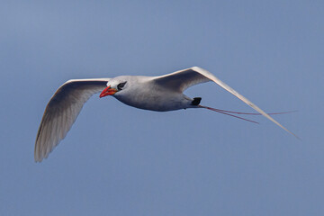 Red-tailed Tropic bird (Phaethon rubricauda) of Ducie atoll in the South Pacific