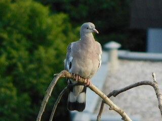 white dove perched on a branch