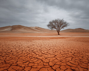 Dead tree in the desert, global warming.