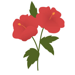 Hibiscus  flower illustration flat design.