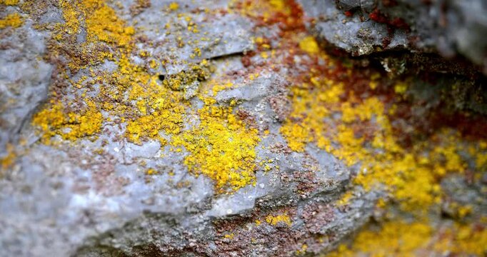 Macro - Yellow lichens of the dolomites.