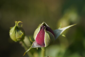 Brindabella rose bud
