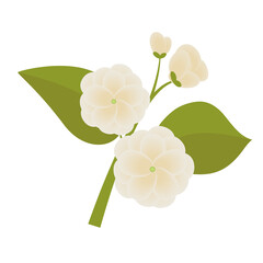 Jasmine  flower illustration flat design.