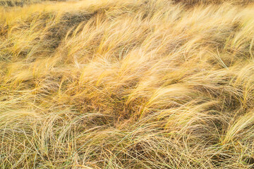 Golden grass sways in the coastal wind of Sweden under a clear sky