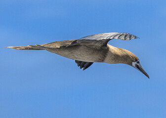 Red-footed Booby (Sula sula) near Ducie atoll in the South Pacific