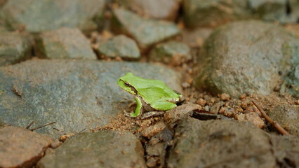 A wild green tree frog in the forest, northeast China.