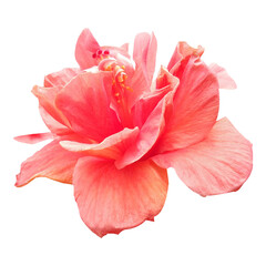 pink hibiscus flower isolated stock photo