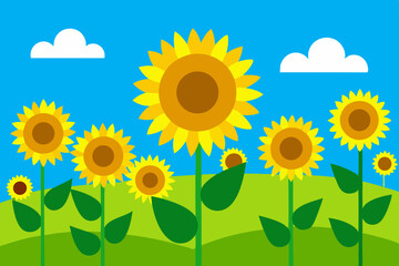 Bright yellow sunflowers in a sunny field