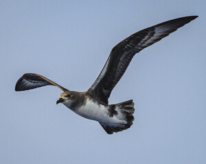 Phoenix petrel (Pterodroma alba) of Ducie atoll in the South Pacific