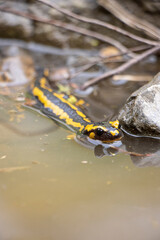 salamander in the river