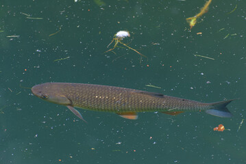 A captivating glimpse into aquatic life. A solitary fish glides peacefully beneath the surface,...