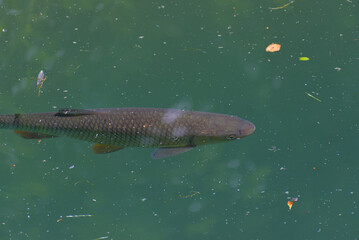 A captivating glimpse into aquatic life. A solitary fish glides peacefully beneath the surface,...