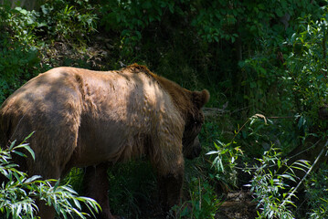 Witness the raw power of nature! A magnificent brown bear traverses a vibrant green landscape,...