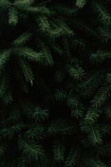 Dark pine branches