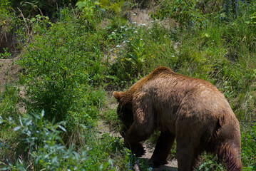 Witness the raw power of nature! A magnificent brown bear traverses a vibrant green landscape,...