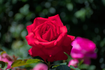 Experience timeless beauty! A vibrant red rose in full bloom, captured in exquisite detail, perfect for conveying romance, passion, and natural elegance.