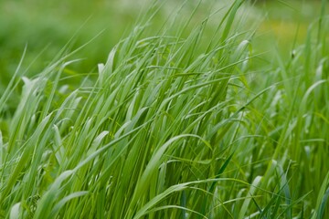 Tall green grass swaying in summer meadow