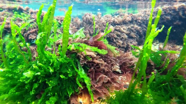 Underwater view of algae thickets on stones near the shore in the Black Sea, red and green algae (Porphyra, Enteromorpha, Ceramium)