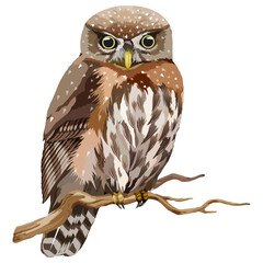 Owl Bird Illustration