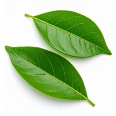 Obraz premium Vibrant Green Leaves Isolated on White Background Perfect for Wellness and Health Concepts.