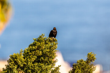 Turdus merula pertenece a la familia Turdidae.