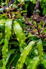 Mangifera indica pertenece a la familia Anacardiaceae.	