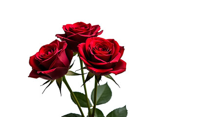 Naklejka premium red roses isolated on white background