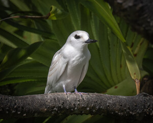 White tern (Gygis alba) of Henderson Island in the South Pacific