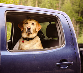 A youthful yellow Labrador backseat rider peers out the window of a blue pickup truck in the woods of the Pacific Northwest.  © Myah