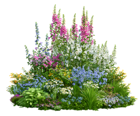 Beautiful Foxglove Flowers in Cottage Garden Scene