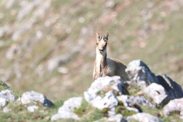 savage goat on the mountain