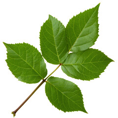 Fototapeta premium poplar tree branch with young leaves close up isolated on white background.