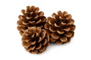 Studio shot featuring three pine cones on a transparent background, ideal for nature-themed designs