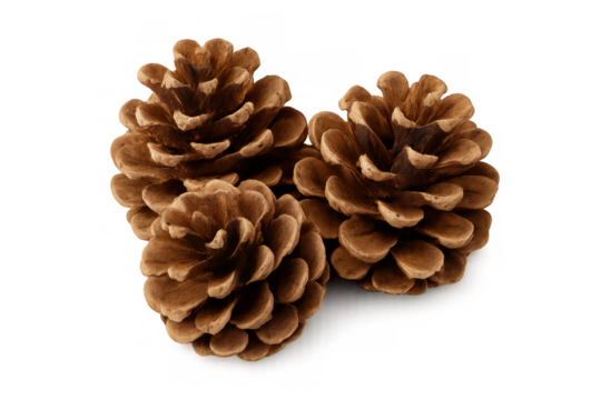 Studio shot featuring three pine cones on a transparent background, ideal for nature-themed designs