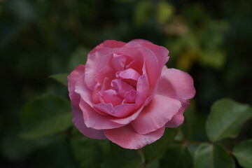 pink valentine rose