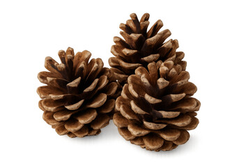 Pine cones scattered on clean white surface, showcasing natural woodland texture for graphic design, crafting, botanical illustration