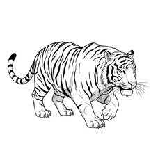 Obraz premium Tiger vector illustration on white background with striped Bengal feline wildlife animal