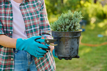 Plant Juniperus in pot in hands of gardener and pruning shears for cutting shaping plant
