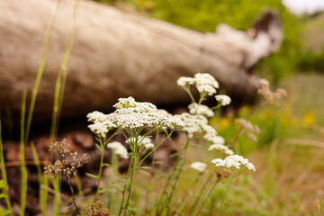 White headed wildflowers bloom at the base of a fallen tree in the woods of the Pacific Northwest.