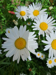 A cluster of vibrant daisies. Vibrant Daisies in Sunlit Garden