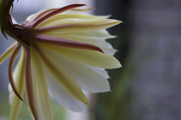 Princess of the night or queen of the night or moon cactus © T.Telyopich