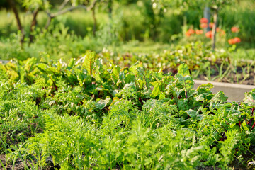 Vegetable garden in wooden raised beds, vegetables and herbs in summer sunset light