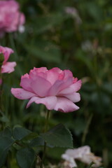 Fototapeta premium pink valentine rose